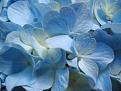 اضغط على الصورة لعرض أكبر. 

الإسم:	Blue_Hydrangea_Flower,_Close-up_Photography.jpg 
مشاهدات:	24 
الحجم:	68.5 كيلوبايت 
الهوية:	911514
