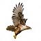 silver hawk