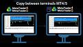 اضغط على الصورة لعرض أكبر. 

الإسم:	Forex-Trade-Copier-MT4-MT5-FREE-Download-copy-between-mt4-mt5-ForexCracked.com_.jpg 
مشاهدات:	914 
الحجم:	59.3 كيلوبايت 
الهوية:	941222